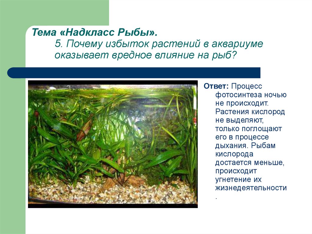 Обитатели аквариума 5 класс биология. Аквариумные рыбки и растения. Аквариумные растения выделяют. Растения обитающие в аквариуме. Рыбы которые обитают в аквариуме.