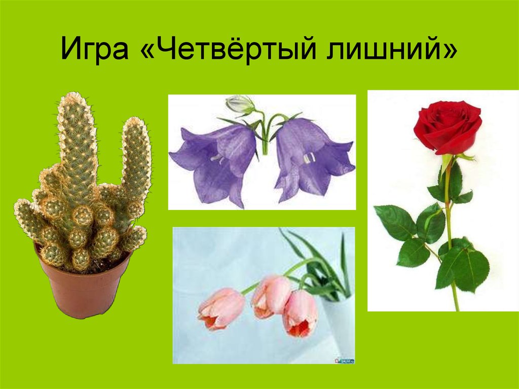 Цветы 2 раза в год. Комнатные цветы для дошкольников. Четвертый лишний комнатные растения. Комнатные цветы старшая группа. Четвертый лишний цветы.