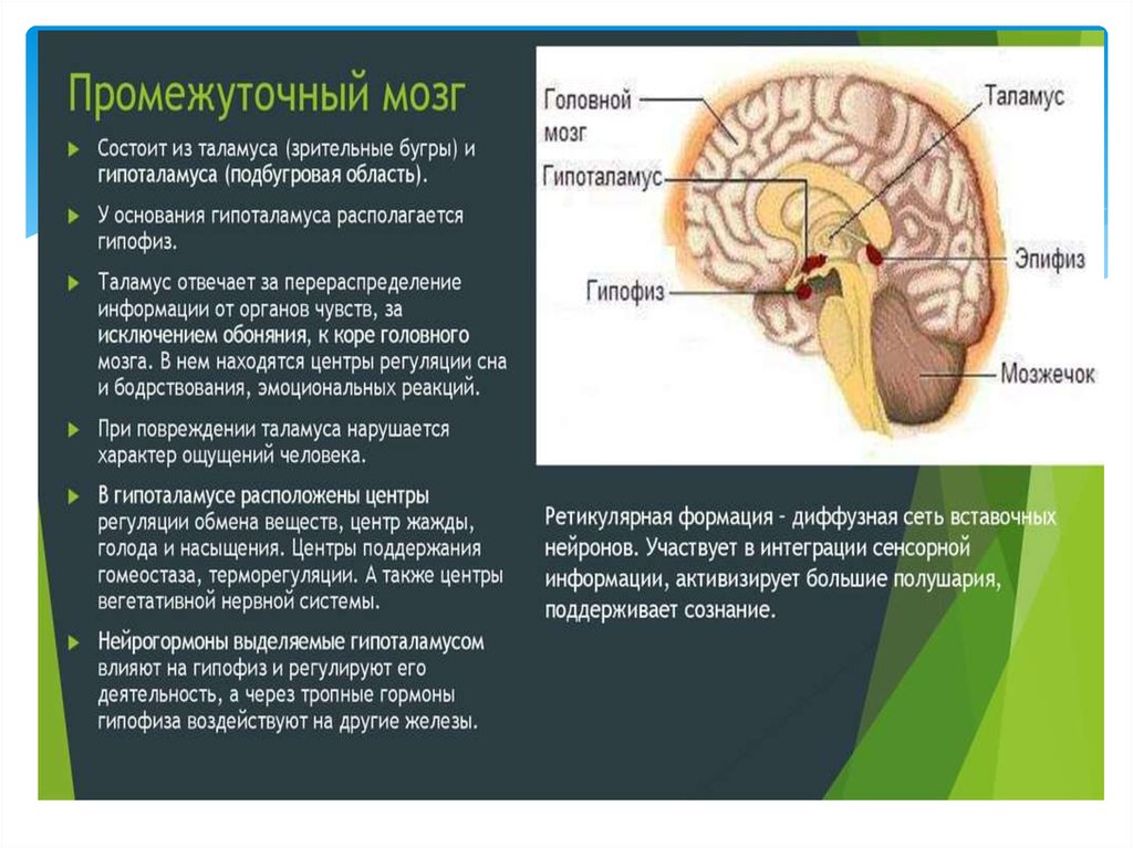 Промежуточный отдел функции. Функции промежуточного мозга физиология. Строение промежуточного мозга отделы мозга. Промежуточный мозг строение и функции. Промежуточный мозг строение +физиология.