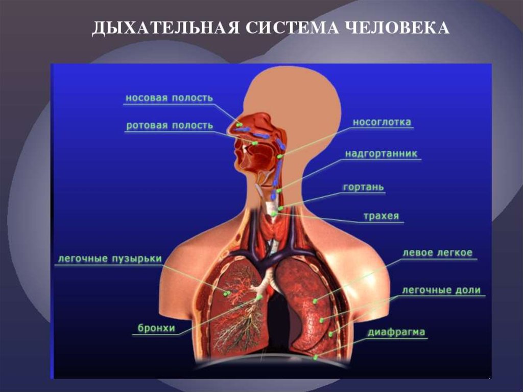 Дыхание и память читать. Анатомические образования относящиеся к дыхательной системе. Как состоит дыхательная система. Строение человека внутренние органы дыхательная система. Дыхательнаяьсистема.человека.
