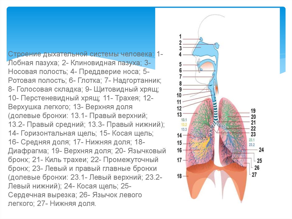Последовательность дыхания у человека. Общее строение дыхательной системы человека. Строение отделов дыхательной системы с обозначениями. Схема строения системы органов дыхания. Дыхательная система человека анатомия и топография.