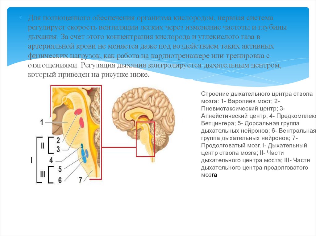Адреналин и дыхательный центр. Дыхательный центр продолговатого мозга. Дыхательный центр ствола мозга. Вентральная группа дыхательных нейронов. Продолговатый мозг центр дыхания.