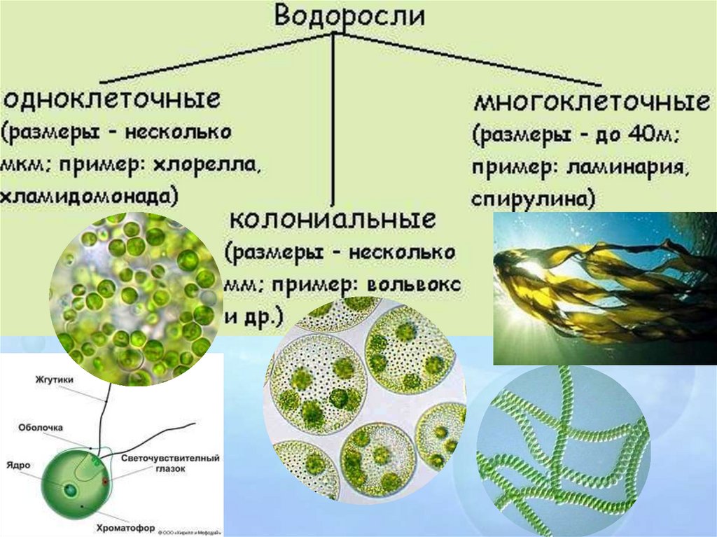 Водоросли 7 класс биология. Одноклеточные колониальные и многоклеточные водоросли. Зеленые водоросли одноклеточные колониальные многоклеточные. Среда обитания зелёных одноклеточных водорослей. Одноклеточные и многоклеточные водоросли таблица.