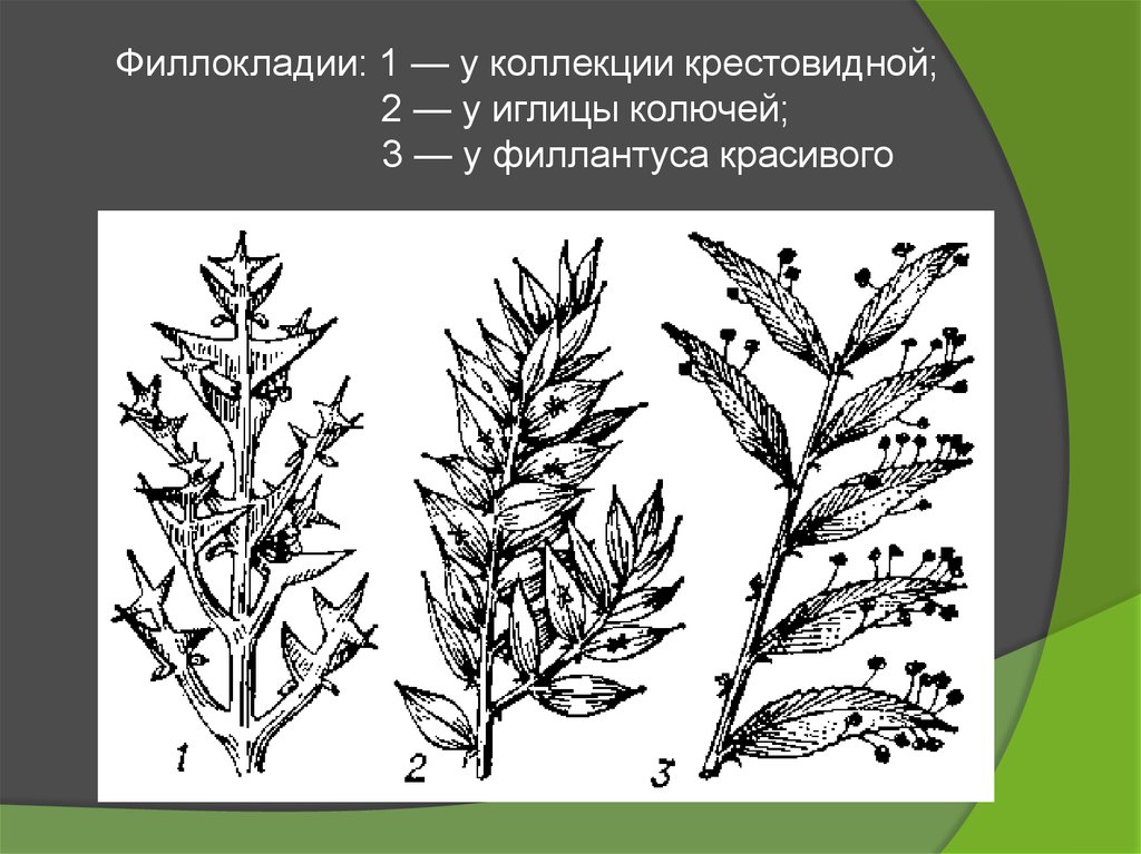 Филлокладии иглицы рисунок