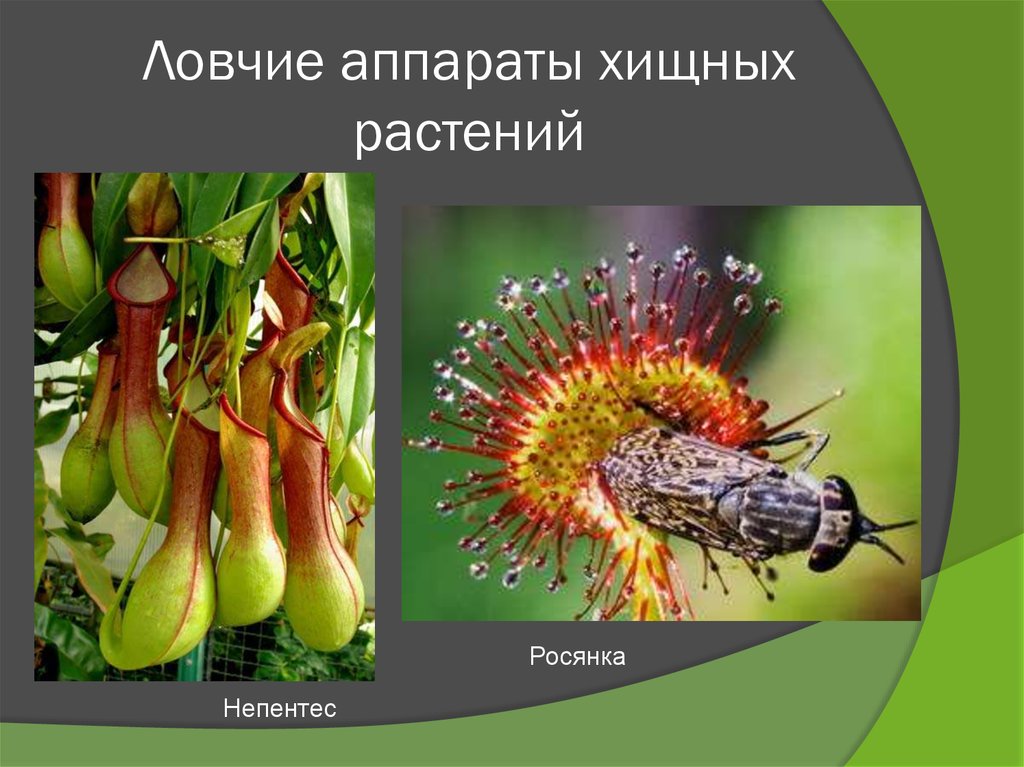 Питание растений хищников. Ловчие аппараты растений. Хищные растения примеры. Ловчие листья насекомоядных растений.