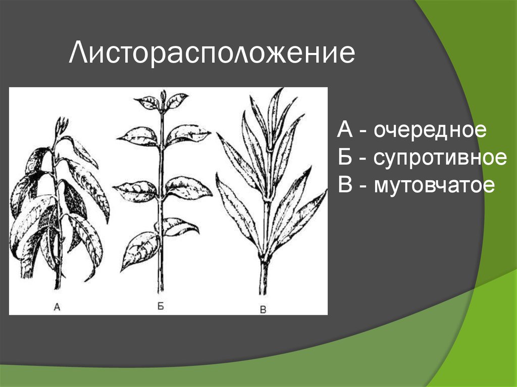 Типы листорасположения. Листорасположение. Двурядное листорасположение. Листорасположение сосны. Очередное двурядное листорасположение.