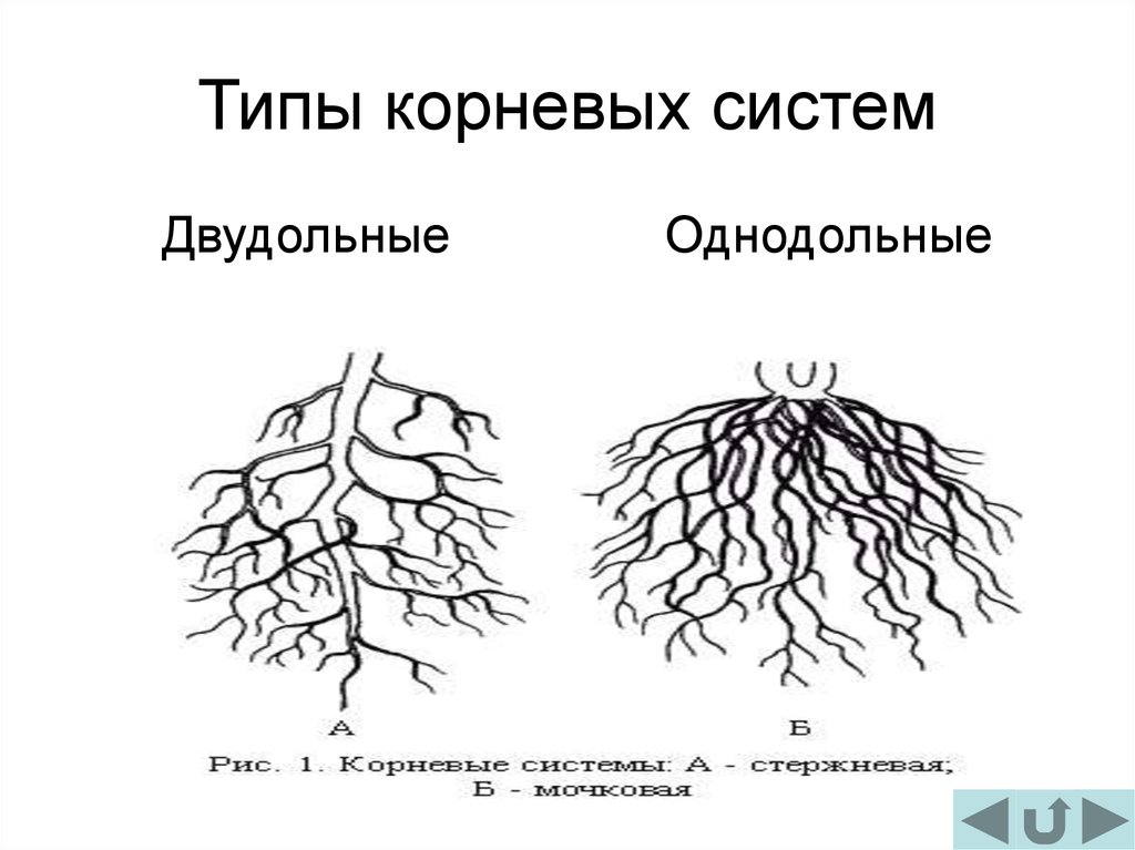 Главный корень у однодольных. Стержневая корневая система у двудольных. Корневая система однодольных и двудольных. Корневая система двудольных растений. Тип корневой системы у двудольных.