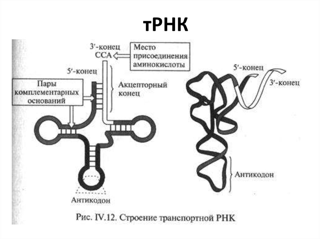 Вторичная рнк. Строение транспортной РНК биохимия. Строение вторичной структуры ТРНК. Первичная вторичная и третичная структура ТРНК. Схема строения т РНК.