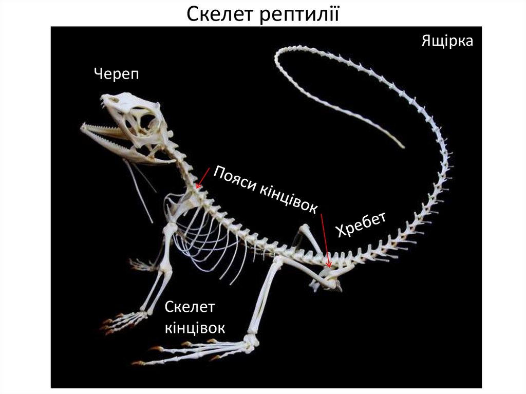 Скелет рептилії