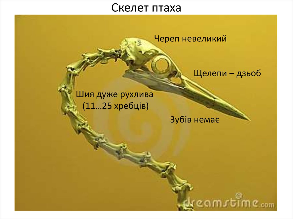 Скелет птаха
