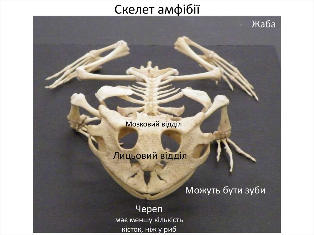 Скелет амфібії
