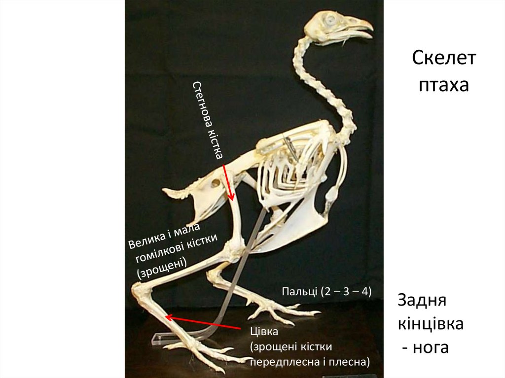 Скелет птаха