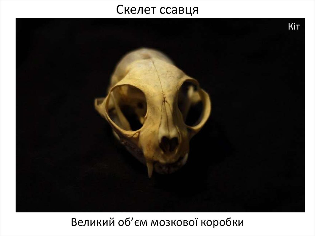 Скелет ссавця
