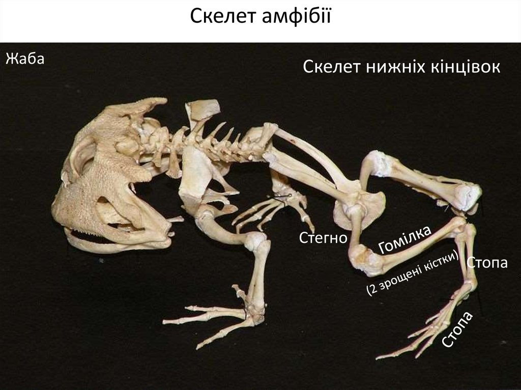 Скелет амфібії