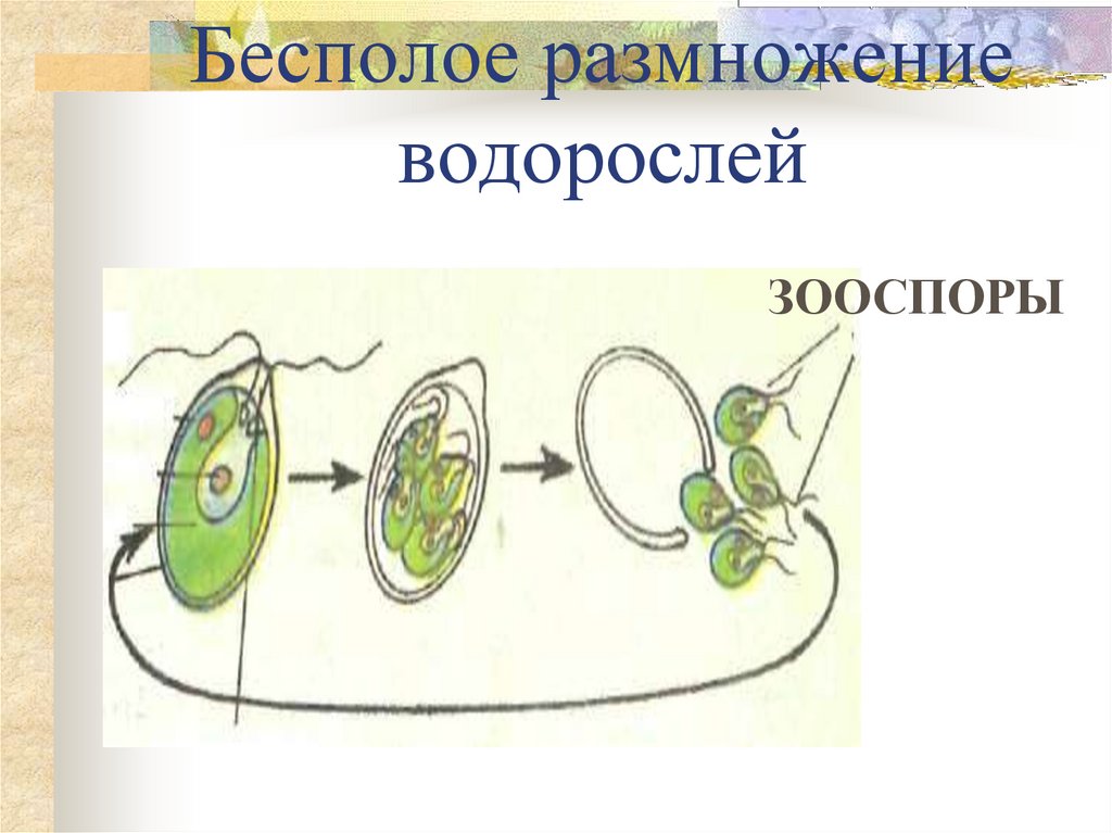 Нарисуйте схему бесполого размножения