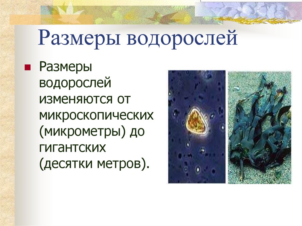 Размеры водорослей. Низшие водоросли. Ламинария размер. Диамеи водоросли простейшие.