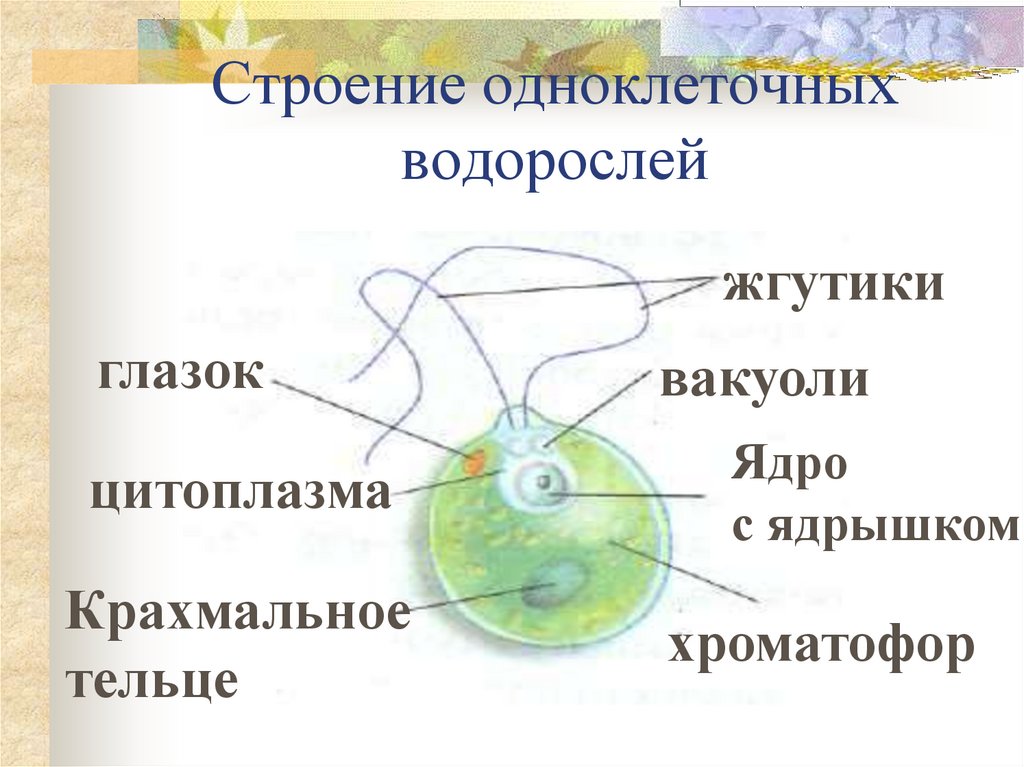 Выбери одноклеточных водорослей. Строение одноклеточной водоросли хламидомонады биология 6 класс. Рис 108 строение одноклеточной водоросли хламидомонады. Строение одноклеточной водоросли хлами. Строение водорослей 6 класс.