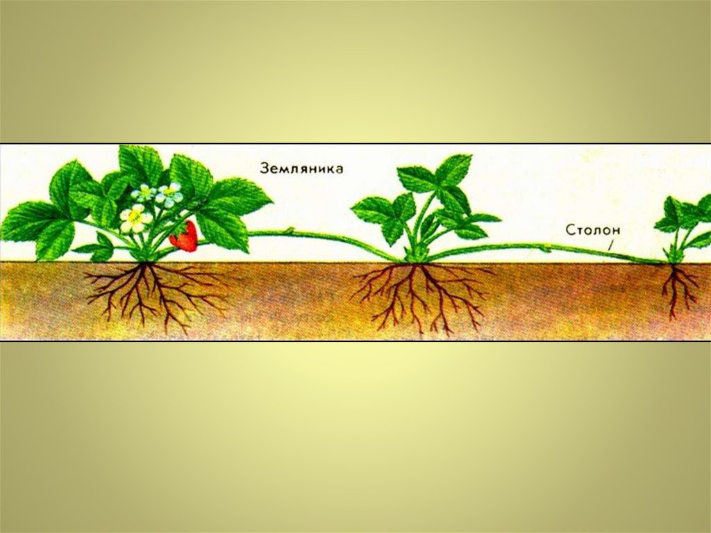Столон. Надземные столоны усы. Земляника видоизмененный побег. Усы земляники видотизме побега. Столоны это видоизменённые побеги.