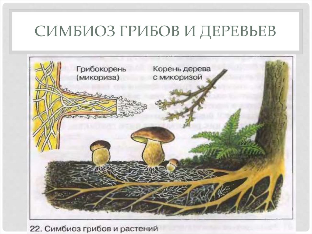 Грибы особая группа симбиотических организмов. Микориза грибокорень. Микориза и мицелий. Схема симбиотических отношений шляпочных грибов и деревьев. Симбиоз гриба и дерева.