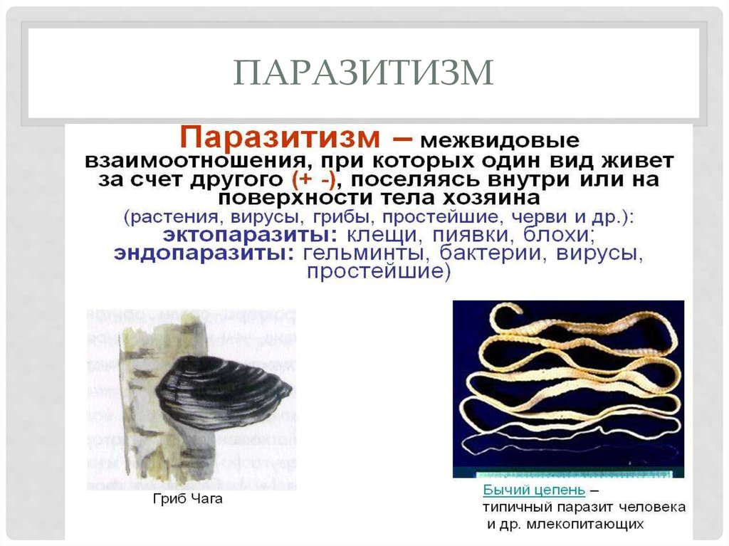 Примеры паразитизма. Паразитизм примеры. Примеры паразитизма в биологии. Паразитизм примеры взаимоотношений. Примеры паразитизма в экологии.