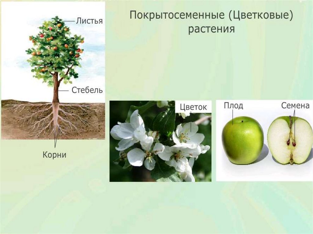 Покрытосеменные имеют корень. Покрытосеменные растения. Листья покрытосеменных растений. Ткани покрытосеменных растений. Первые Покрытосеменные растения.