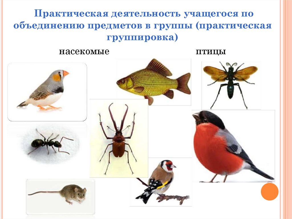 Практический окружить. Сгруппируй насекомых.