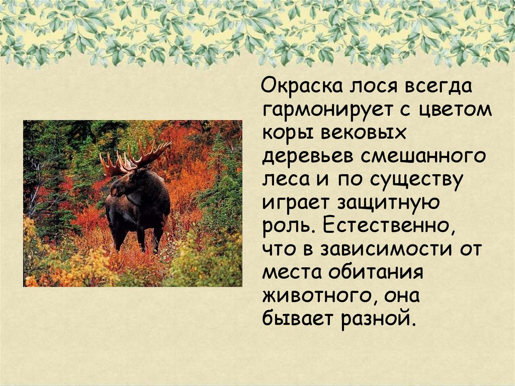 Лось доклад