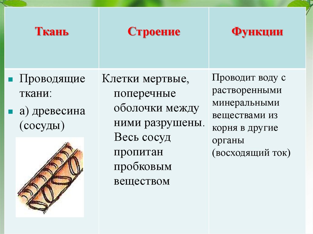 Ткани растений и их части