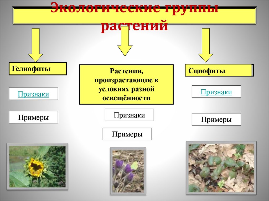 Группа растений которых является. Группы растений. Схема экологические группы растений. Экологическая группа это в биологии. Экологические группы растений по отношению к воде таблица.