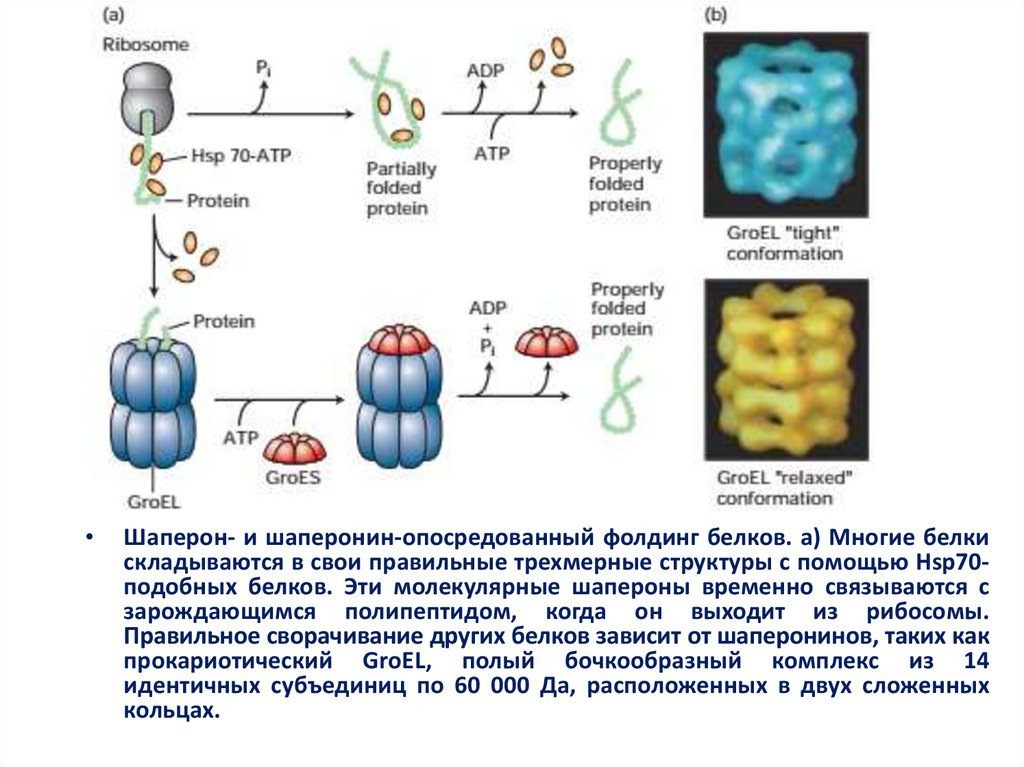 Модификация аминокислот