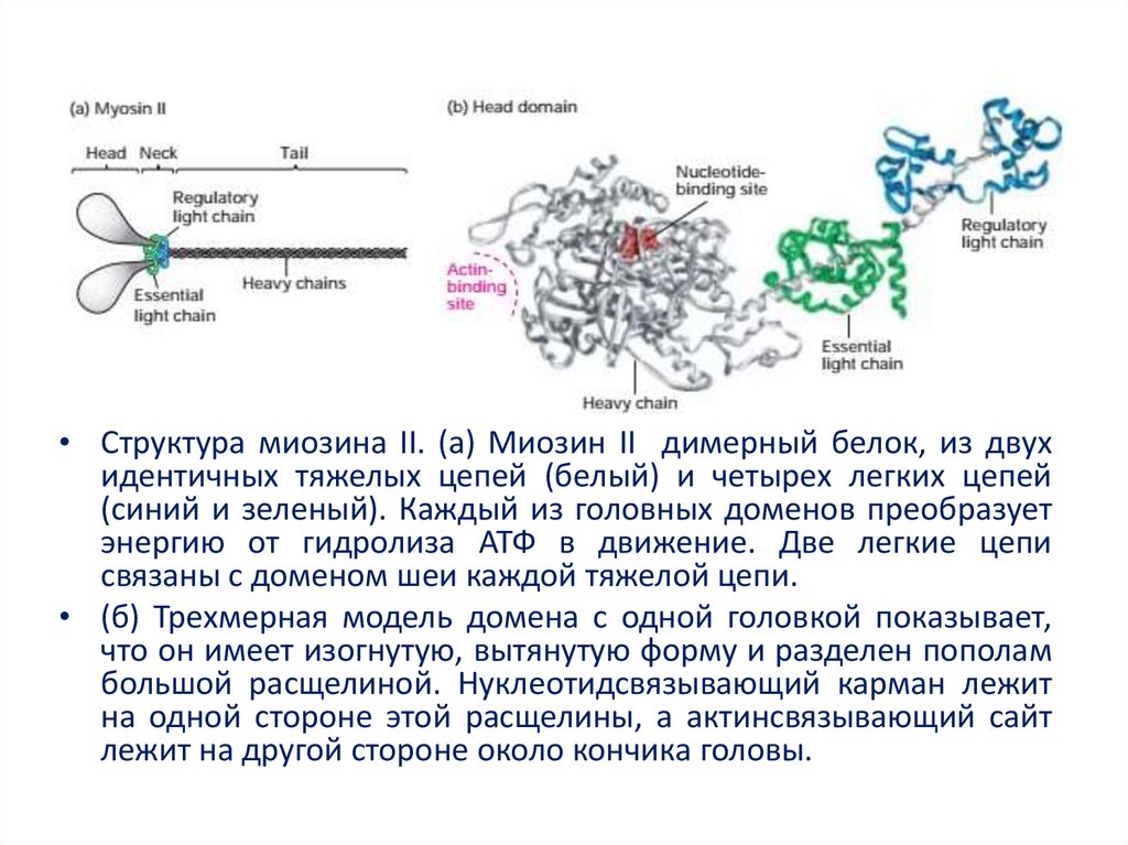 Белок миозин 2. Миозин структура белка. Фосфатаза легких цепей миозина. Киназа легких цепей миозина. Схема строения димерного белка.