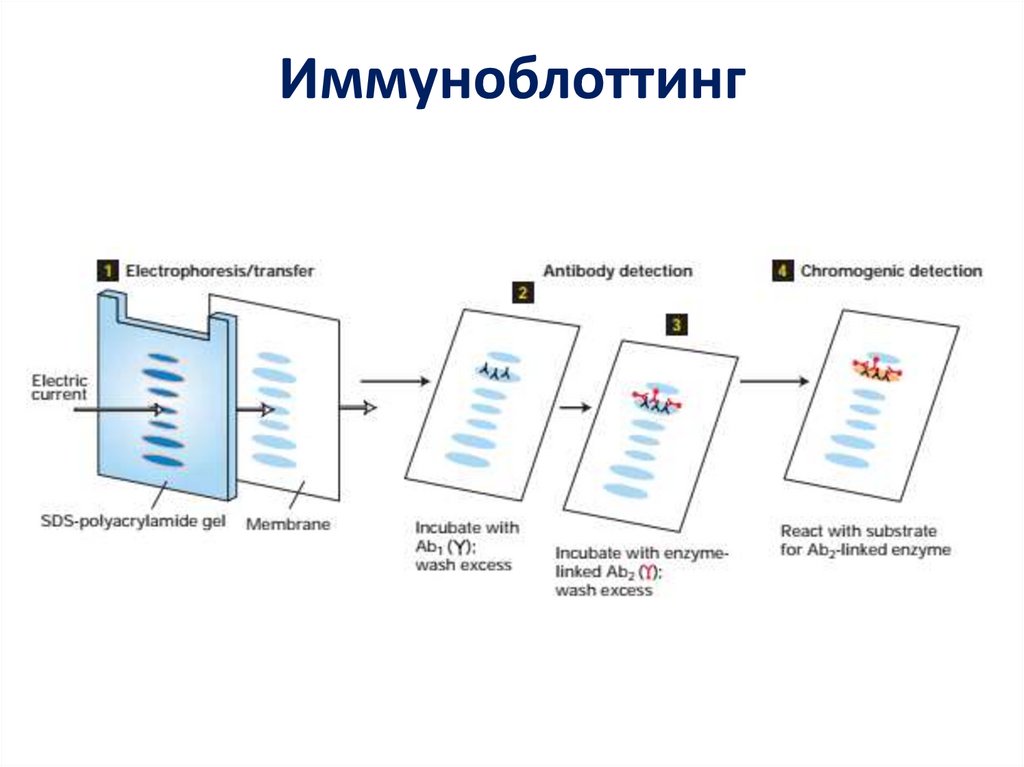 Иммунный блотинг. Иммуноблоттинг. Иммуноблоттинг микробиология схема. Реакция иммуноблоттинга.