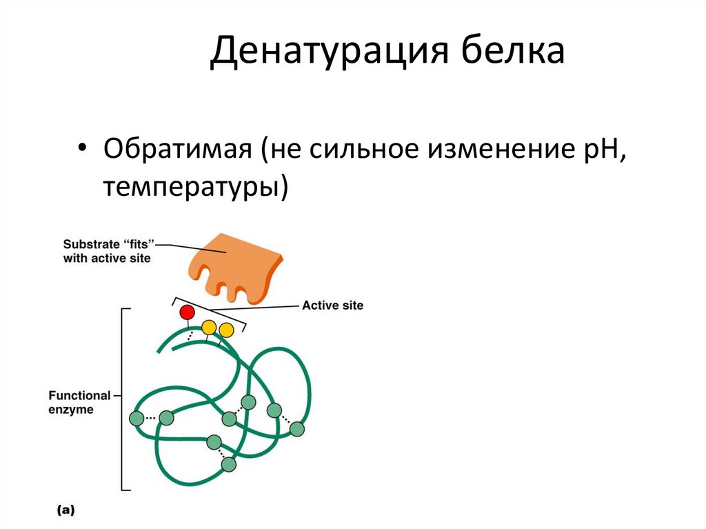 Денатурация белка это