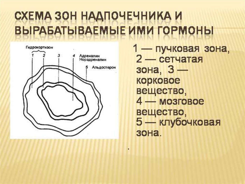 Презентация заболевание надпочечников