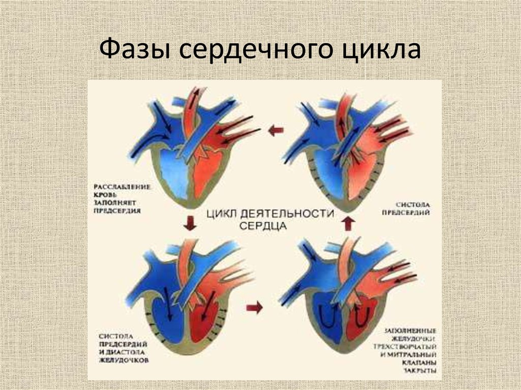 Как изменяется сердечный цикл во время физической. Цикл сердечной деятельности схема. Продолжительность 2 фазы сердечного цикла. Фазы сердечного цикла схема. Сердечный цикл фазы сердечного цикла.