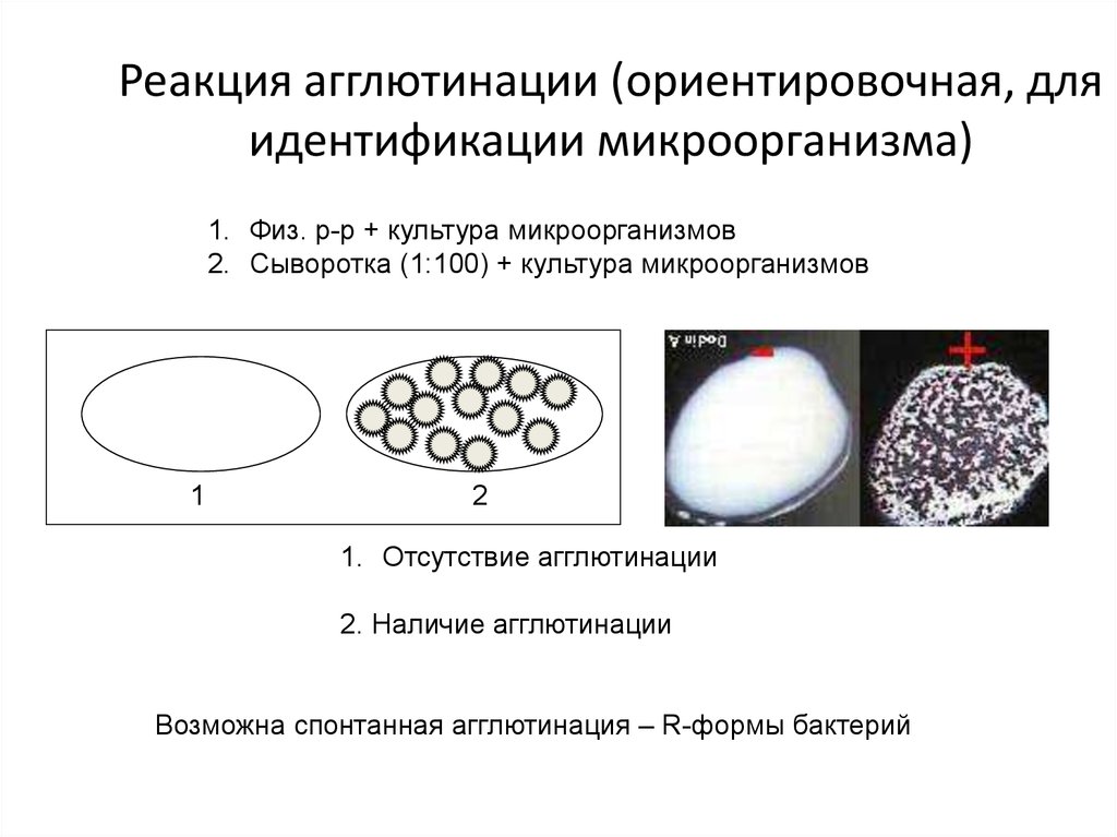 Реакции агглютинации презентация