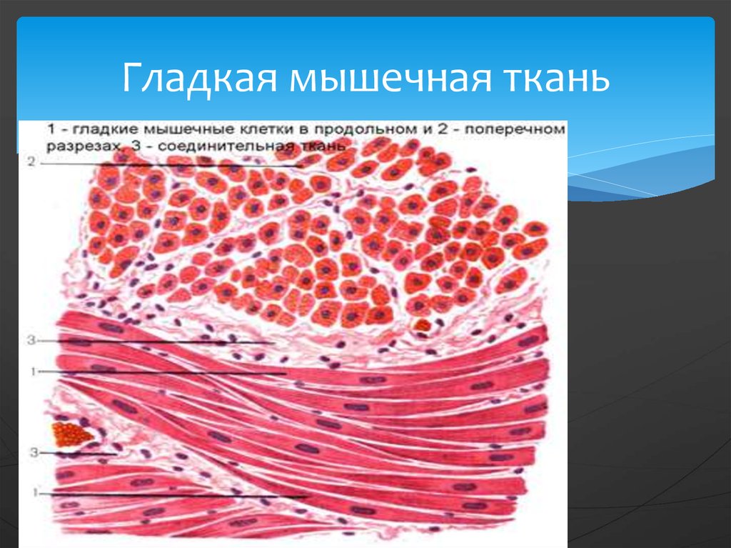 Картинка гладкой мышечной ткани