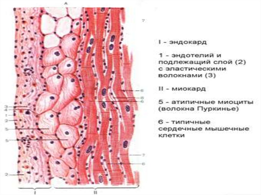 Миокард гистология рисунок