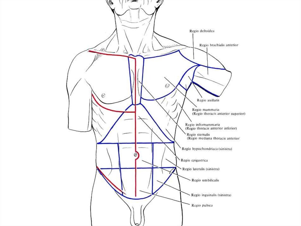 Руками в область живота. Топографические области тела человека. Топография живота области. Линии и области живота анатомия. Анатомические области тела человека схема.