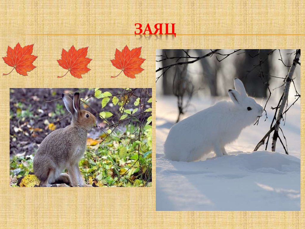 Животные весной презентация для дошкольников. Заяц готовится к зиме. Заяц в Ярославской области зимой.