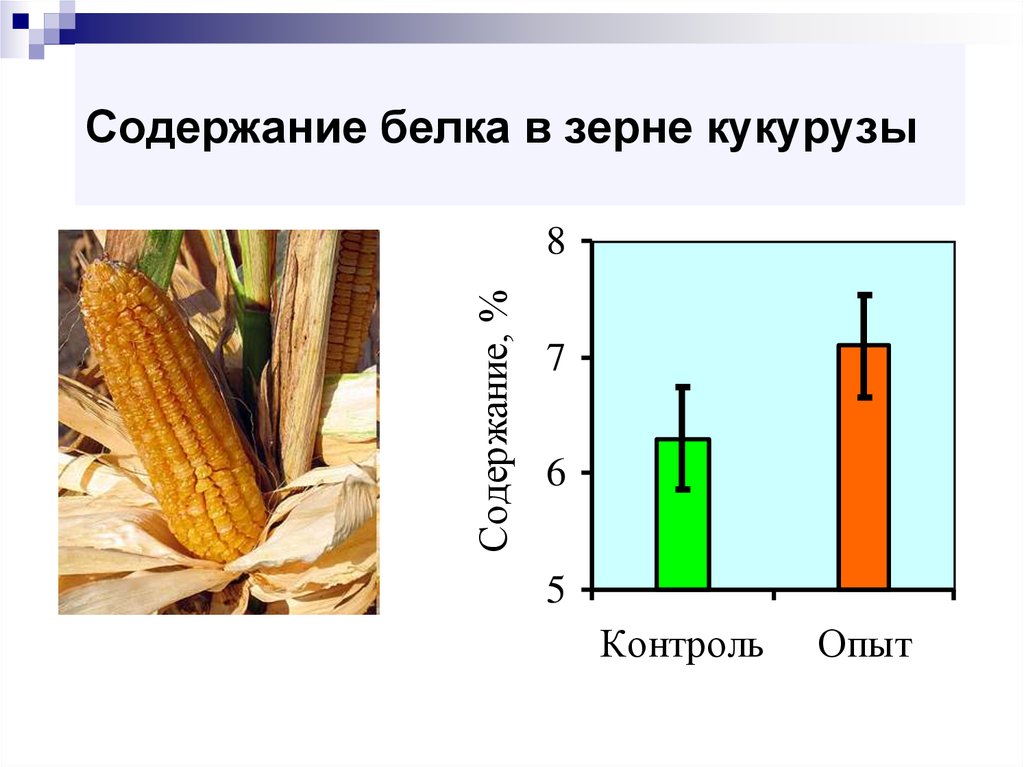 Зерно содержание белка