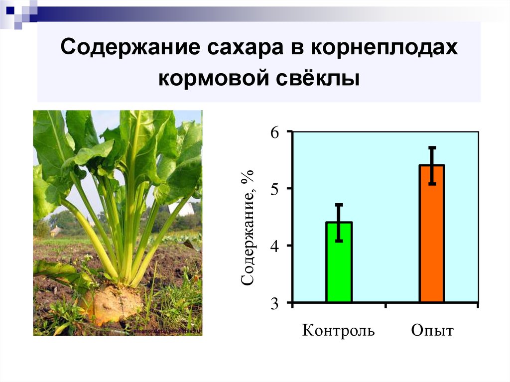 Содержание сахара в корнеплодах сахарной свеклы. Содержание сахара в корнеплодах. Сахаристость свеклы. Содержание сахара в кормовой свекле. Содержащие сахара в свекле.