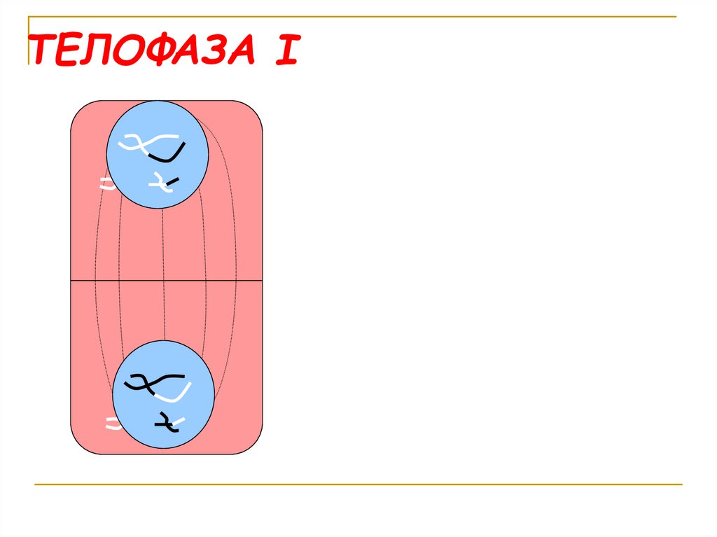 Телофаза 1 что происходит. Телофаза i. Телофаза мейоза 1 набор. Телофаза глаголы. Чем завершается телофаза 2 мейоза расхождением к полюсам.