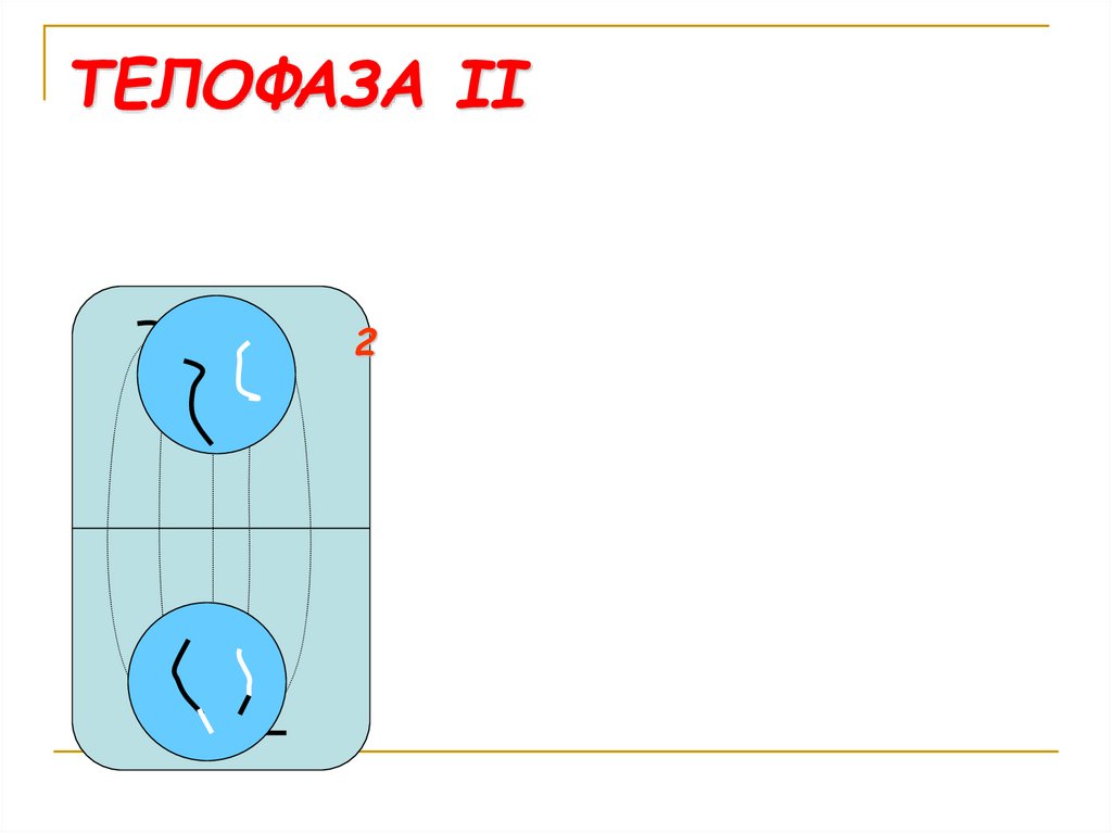 Телофаза мейоза 2 рисунок - 91 фото