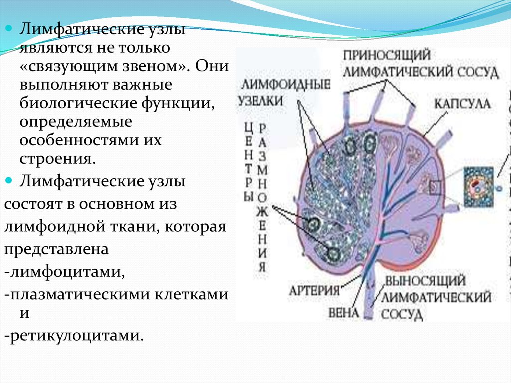 Лимфоузлы структурны. Лимфатические узлы строение и функции. Лимфатические узлы строение и тканевой состав. Строение лимфоузла его функции. Лимфатические синусы лимфатического узла.