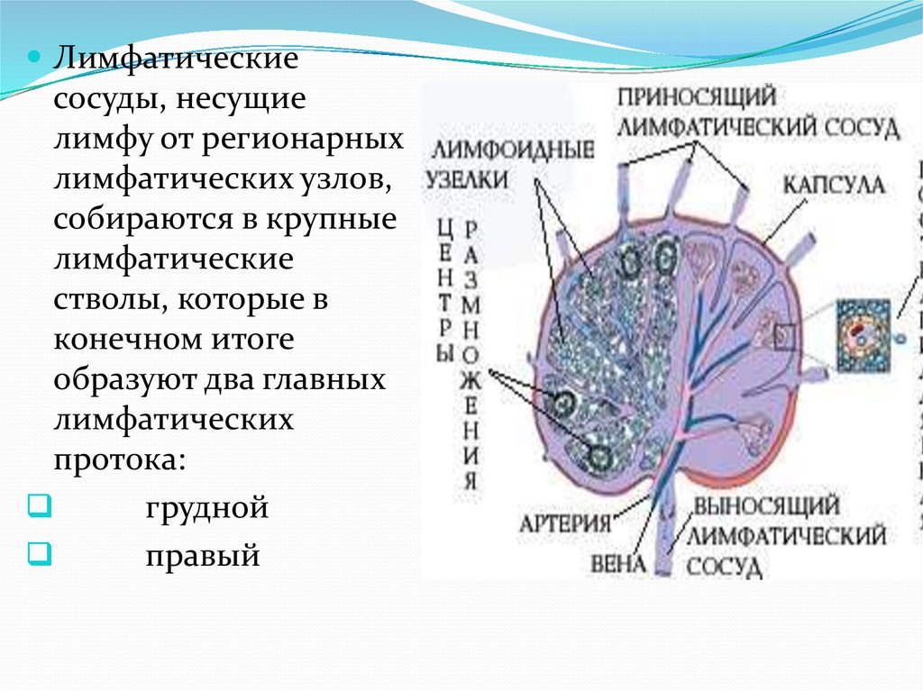 Крупные лимфатические сосуды