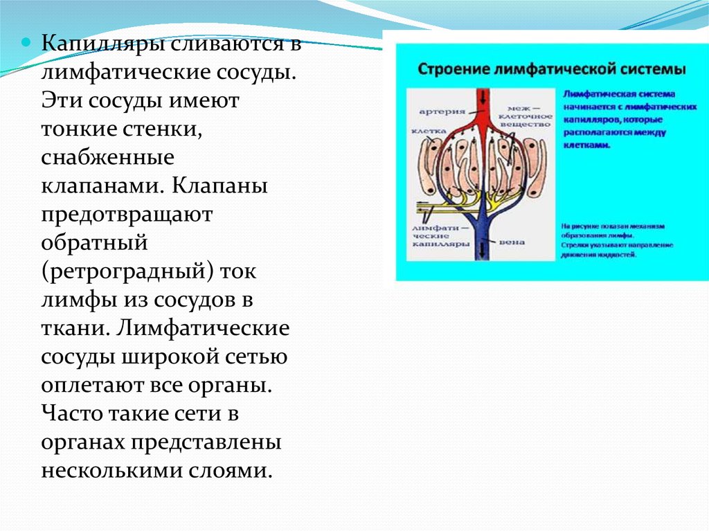 Лимфатические сосуды клапаны. Лимфатические капилляры. Клапаны в лимфатических капиллярах.