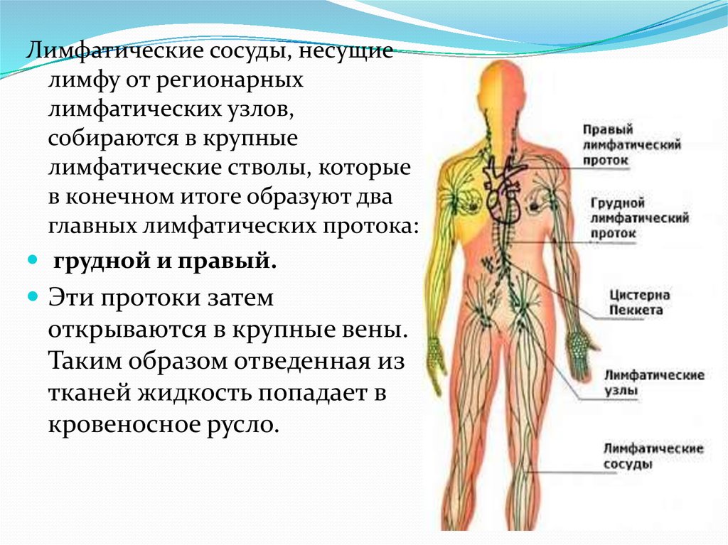 Лимфатические сосуды несут. Периферические лимфатические сосуды. Лимфатические сосуды, узлы протоки. Лимфатическая система сосудов человека.