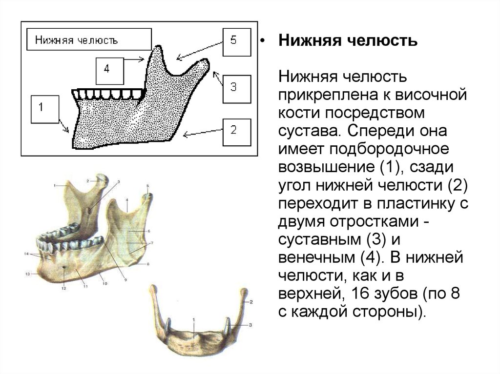 Нижняя челюсть. Подбородочное возвышение нижней челюсти. Венечный отросток нижней челюсти.