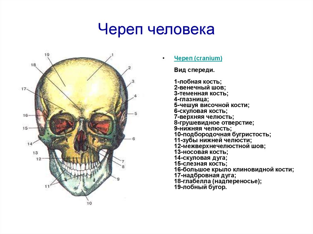 Назови кости черепа. Строение черепа человека спереди. Внутреннее строение черепа сбоку. Скелет черепа спереди нарисованный.